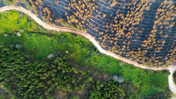 Aerial view of a dirt road separating green forest from burned vegetation after a wildfire.