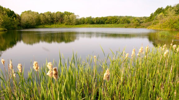 Pond bordered by cattails in the foreground and a tree-lined grassy bank, with trees on the water.